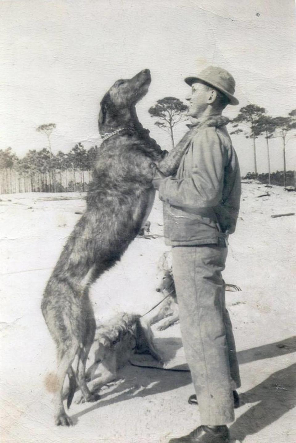 Arthur Lang works with a pack of Irish and Russian wolfhounds at a secret dog-training facility at Cat Island operated by the Army in World War II.