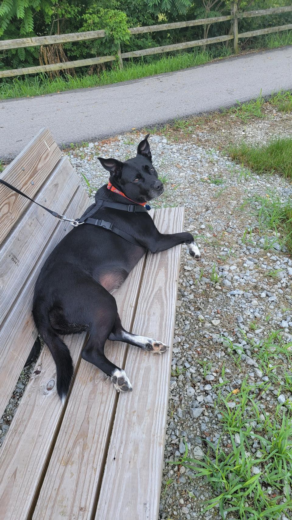 Sam Green's pit bull and border collie mix, Taylor Ham, is accompanying him on his walk across America.