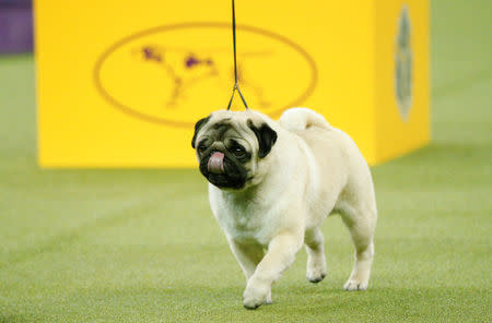 Biggie, a pug walks during judging for best in Toy Group at the 142nd Westminster Kennel Club Dog Show in New York, U.S., February 12, 2018. REUTERS/Brendan McDermid
