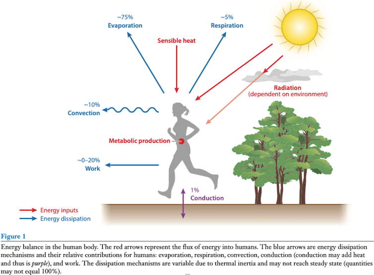 annotated diagram of person