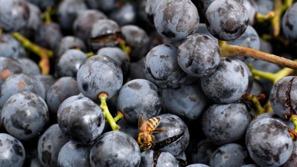 Grape, Fruit, Natural foods, Blueberry, Berry, Bilberry, Plant, Grapevine family, Superfood, Chokeberry, 