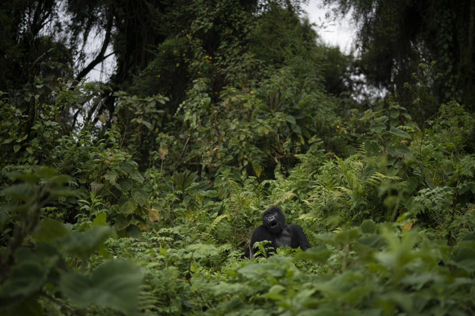 In this Sept. 3, 2019 photo, a silverback mountain gorilla named Pato sits in the Volcanoes National Park, Rwanda. “The population of mountain gorillas is still vulnerable,” says George Schaller, a renowned biologist and gorilla expert. “But their numbers are now growing, and that’s remarkable.” (AP Photo/Felipe Dana)