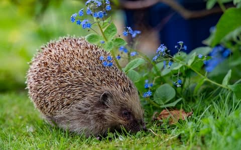 Hedgehogs are put off by plastic turf  - Credit: Charlotte Graham / Guzelian