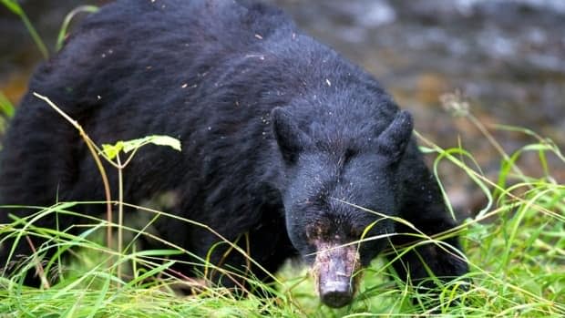 There were three black bears located in the area near Swan Hills, Alta., where a woman was attacked on July 31. (CBC - image credit)