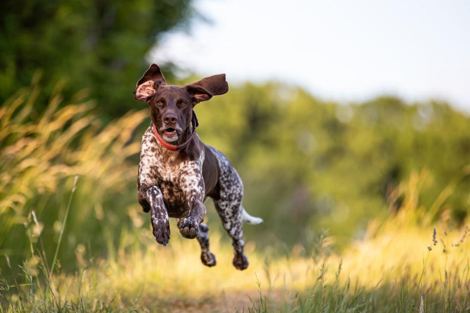 <p>Not only are German Shorthaired Pointers super smart, but they are highly adaptable and friendly, a<a href="https://www.akc.org/dog-breeds/german-shorthaired-pointer/" rel="nofollow noopener" target="_blank" data-ylk="slk:ccording to the American Kennel Club" class="link ">ccording to the American Kennel Club</a>. </p><ul><li><strong>Height:</strong> 23-25 inches</li><li><strong>Weight:</strong> 55–70 pounds</li><li><strong>Life expectancy:</strong> 10 – 12 years</li></ul>