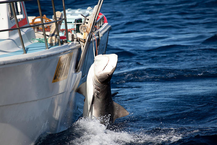 A tiger shark is caught off Moses Rock in Western Australia, in this photo by Sea Shepherd Australia on February 22, 2014 (AFP Photo/Sea Shepherd Australia Ltd)