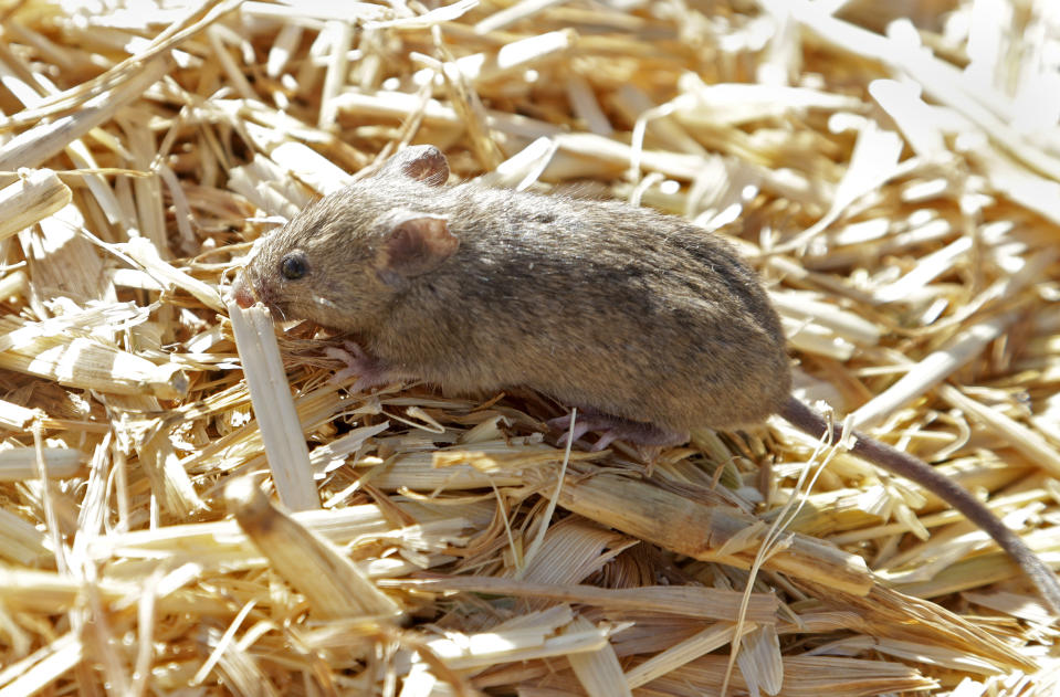 A mouse sits on top of hay stored by Bruce Barnes on his family's farm near Bogan Gate, Australia on May 20, 2021. Vast tracts of land in Australia's New South Wales state are being threatened by a mouse plague that the state government describes as "absolutely unprecedented." Just how many millions of rodents have infested the agricultural plains across the state is guesswork. (AP Photo/Rick Rycroft)