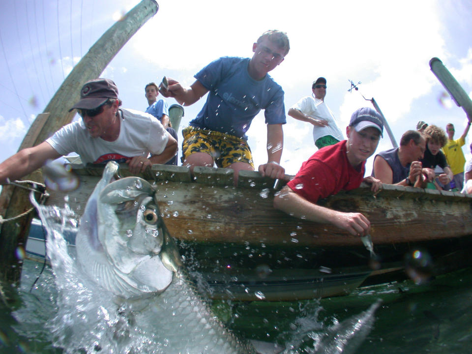 FILE - This June 22, 2004 file photo shows tourists feeding tarpon at a pier at Robbie's of Islamorada in Islamorada, Fla. The tarpon have been the marina's star attraction for decades, attracting visitors who want a close encounter with the fish nicknamed the "Silver King." (AP Photo/Wilfredo Lee, File)