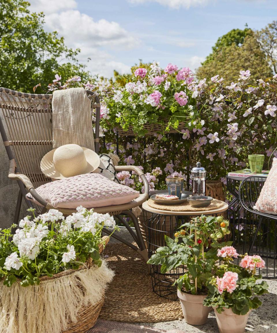 pelargoniums on table