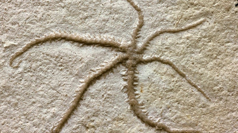 The ancient brittle star. - Photo: Günter Schweigert