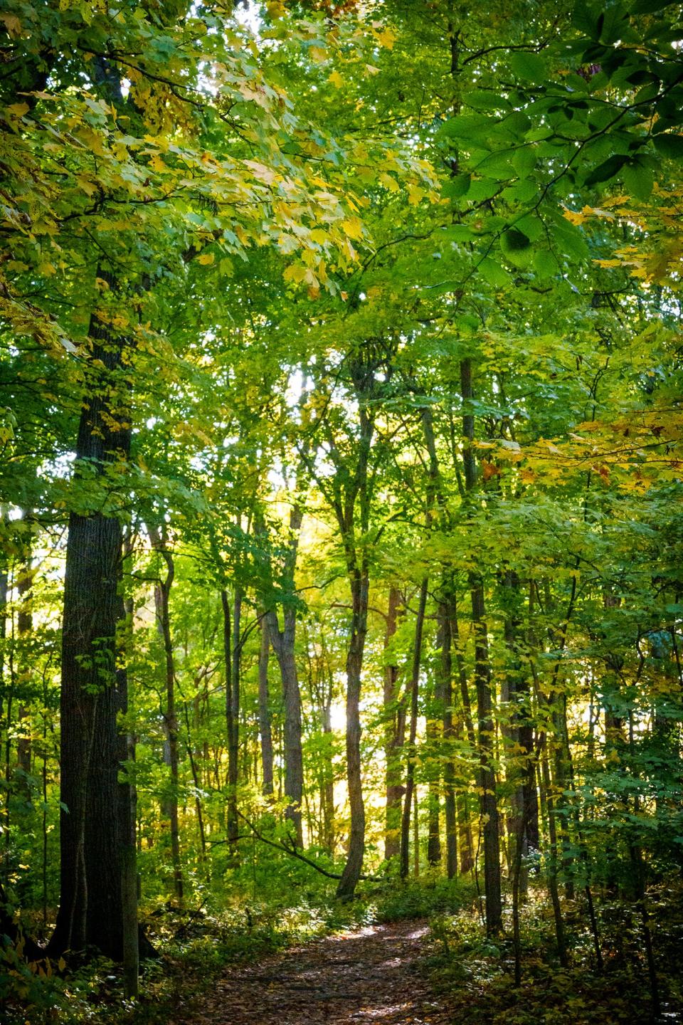 As the climate changes, growing zones across the country are changing, too. This means that Hoosiers will have to look at a different palette of trees to plant in the future so that they can survive for decades to come.