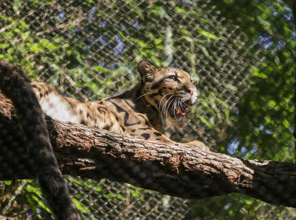 Nova, a clouded leopard who went missing earlier this month. (Dallas Zoo/Twitter)