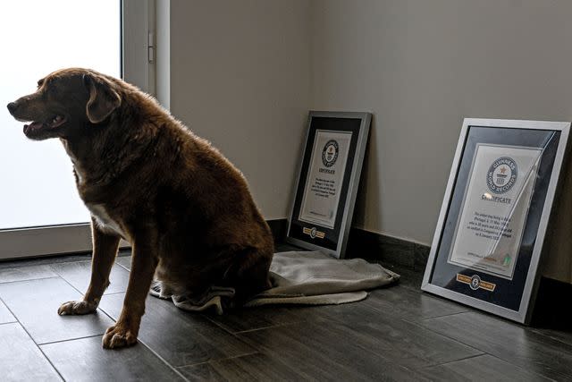 <p>PATRICIA DE MELO MOREIRA/AFP via Getty</p> A picture taken on February 12, 2023 shows Bobi, a 30 year-old Portuguese dog that had been declared the world's oldest dog by Guinness World Records, sitting between the two Guinness certificates at his home in the village of Conqueiros in Leiria.