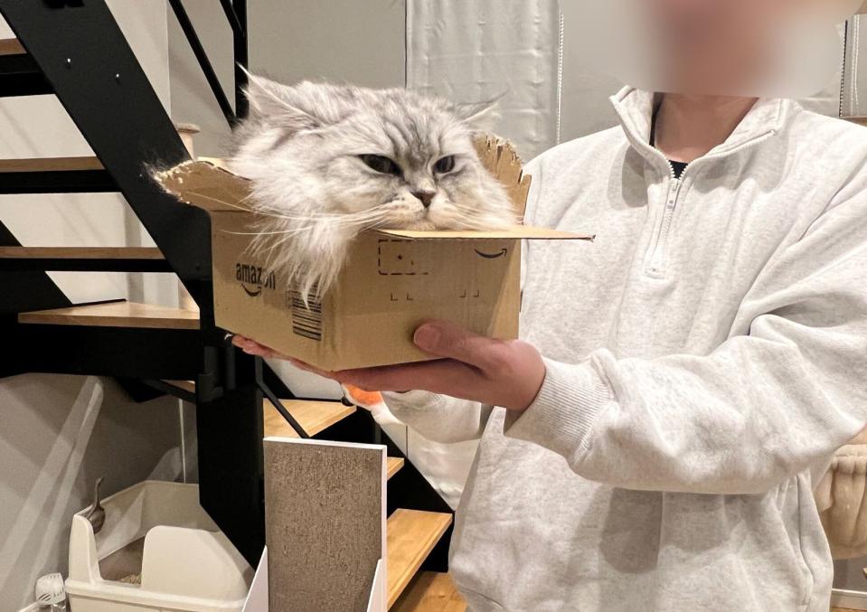 網友分享家裡的緬因貓把自己縮進紙箱中，只露出一顆大頭，照片曝光引起眾人驚呼。（翻攝自X平台@potechi_nikki）