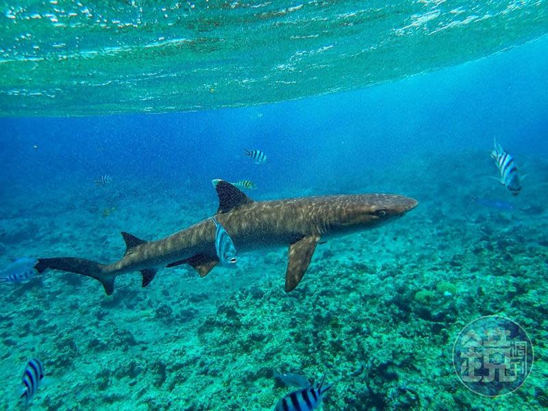 在斐濟的Kuata island，可以跟鯊魚一起游泳。