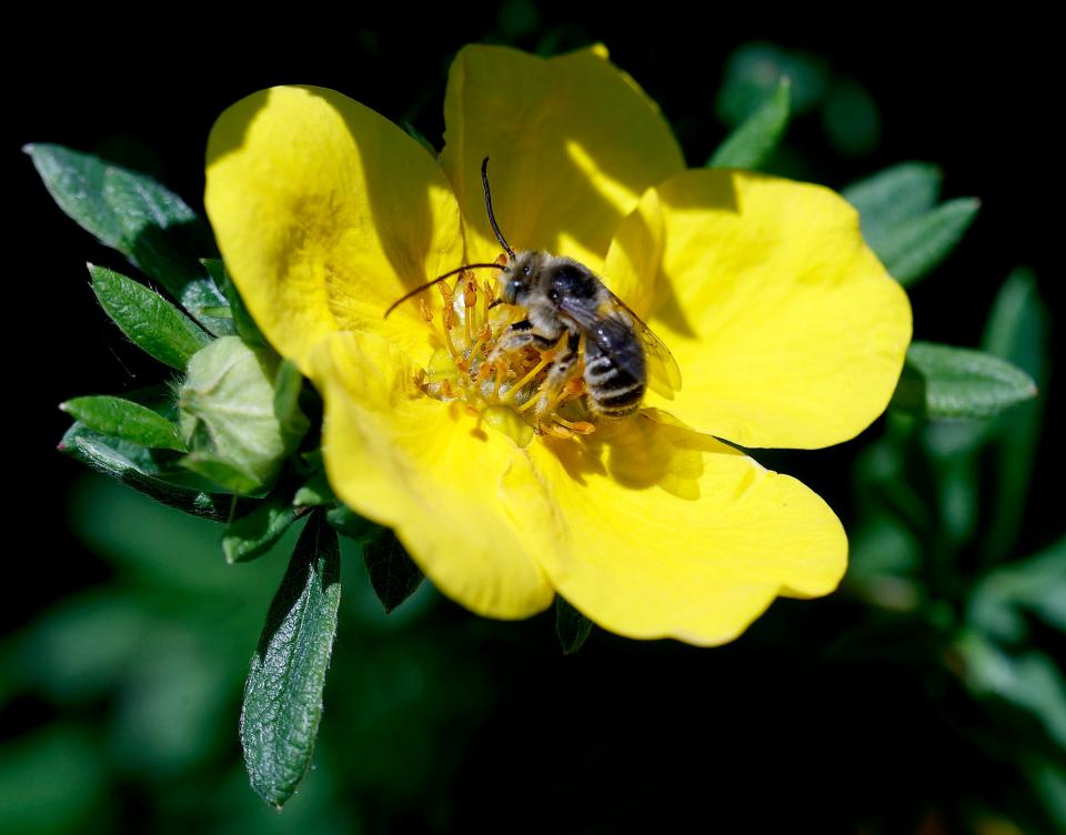 A bee pollinates a flower at the Oudolf Garden on Belle Isle in Detroit  on Friday, June 17, 2022. 