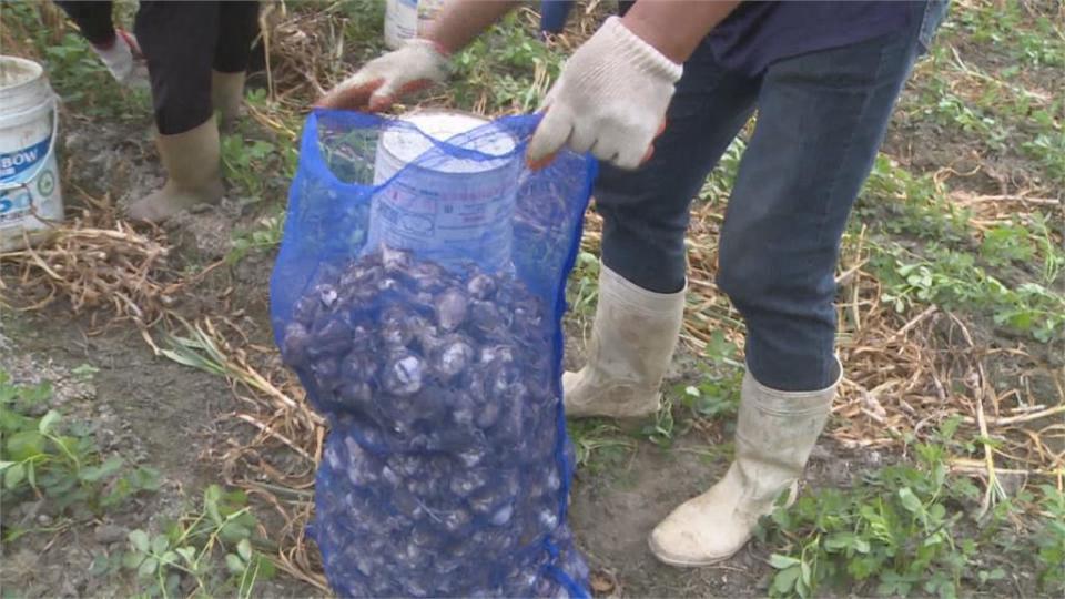 少雨蒜頭也縮水 每分地產量銳減快一半