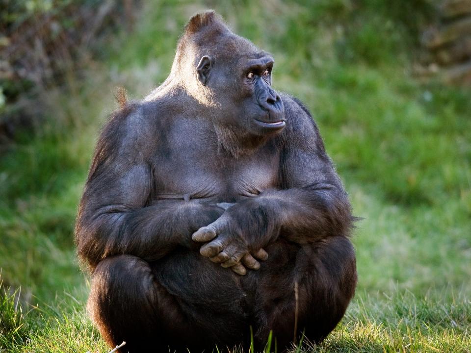 gorilla