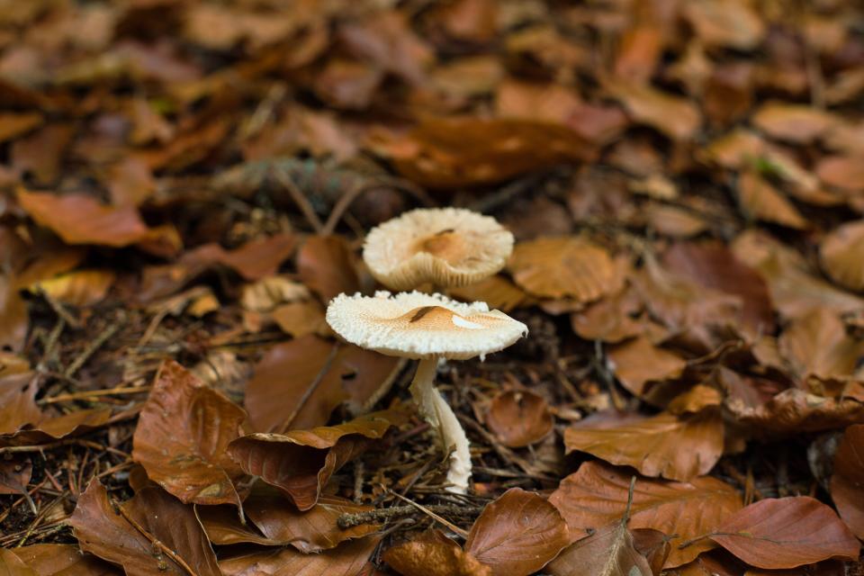 冠狀横柄菇（圖）是香港常見的菇類。