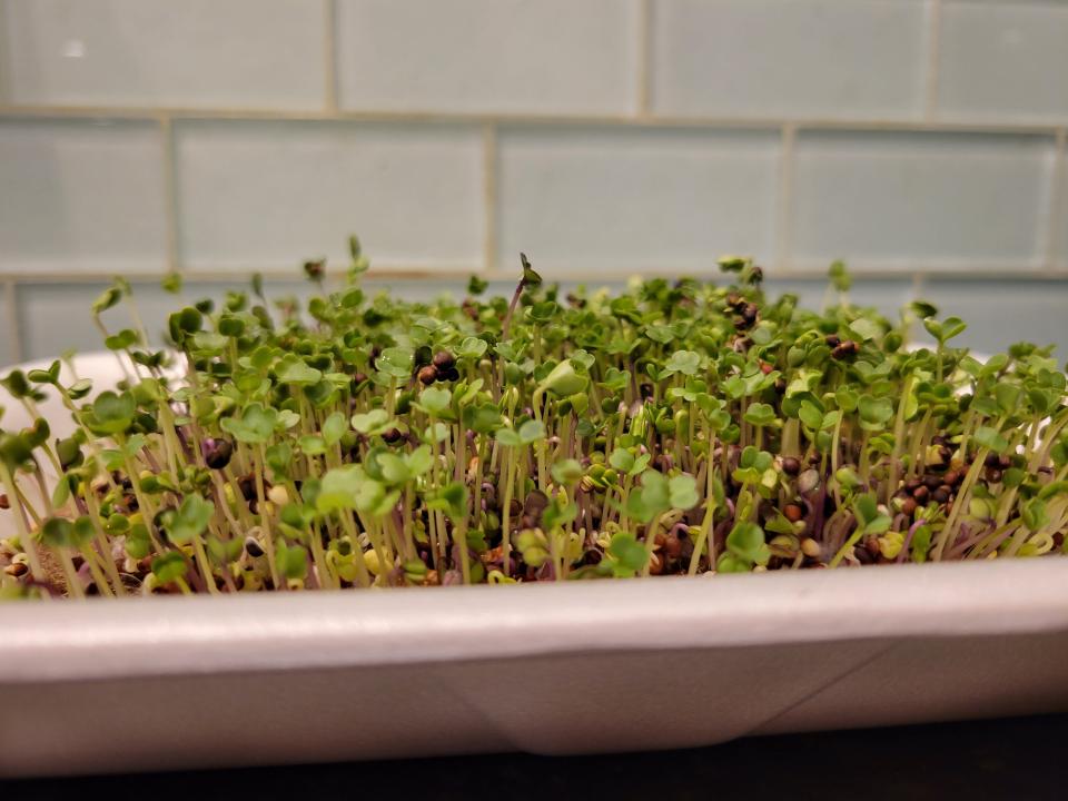 Microgreens are among the plants you'll learn to grow during the "Grow Your Own Food" four-week series beginning June 17.