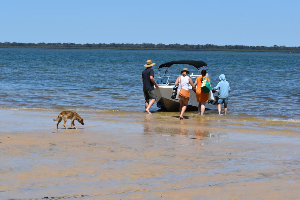 A dingo approaches a group of people surrounding a moored boat at K'gari.