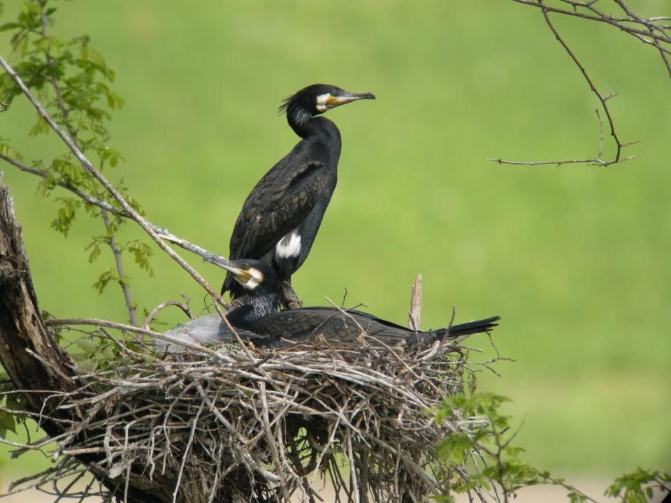 A file file photo provided by Jun-ichi Tsuboi, of the Japan Fisheries Research and Education Agency, shows a pair of great cormorants on their nest in Kofu City, Yamanashi Prefecture, Japan. / Credit: Courtesy of Jun-ichi Tsuboi