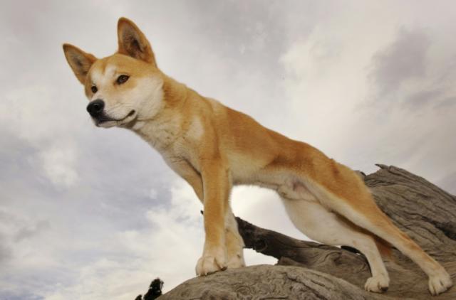 what do dingoes eat on fraser island