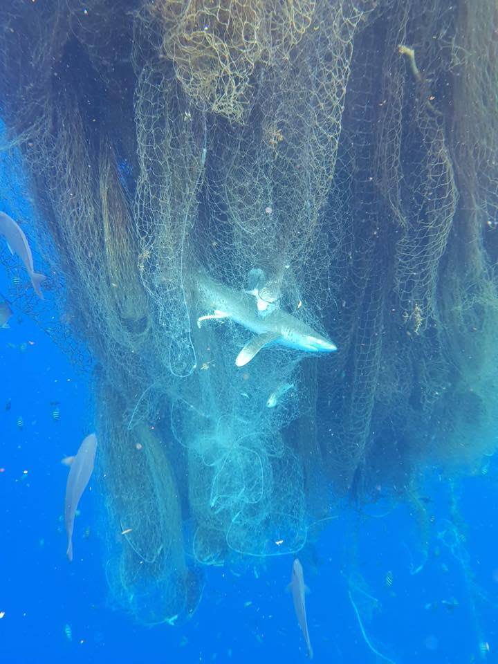 An Oceanic whitetip shark trapped on the edge of the abandoned fishing net (Dominick Martin-Mayes and Pierre Lesieur)