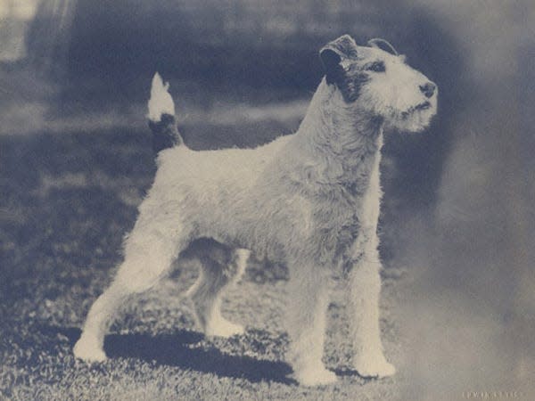 1917 1920 westminster winner