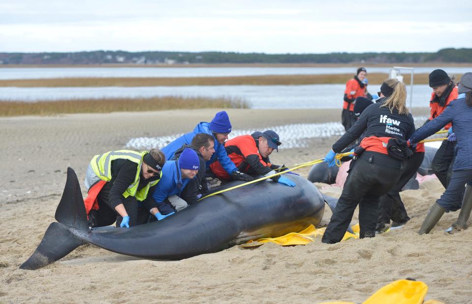 International Fund for Animal Welfare marine mammal rescuers work on Tuesday near Sunken Meadow Beach in Eastham to place a pontoon under a pilot whale to prepare to float it at the high tide.