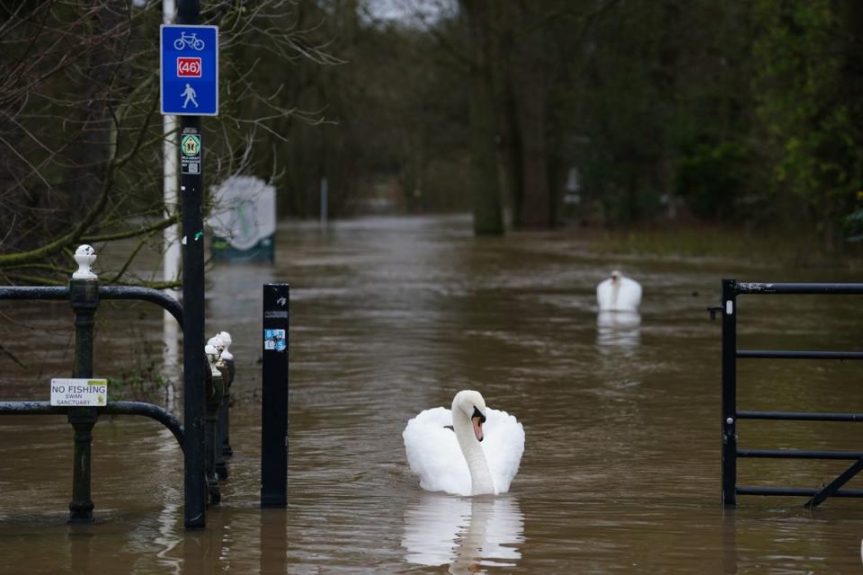 Swans swimming on flood water in Worcester, following heavy rainfall. T (PA)