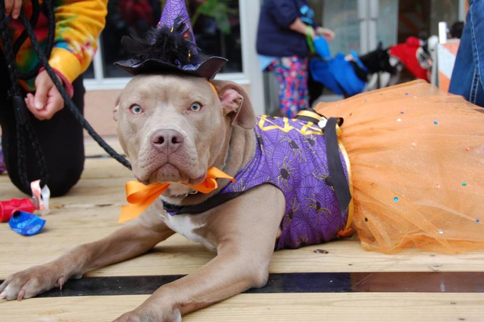 This year’s Howl’oween Pet Parade will take place Sunday, Oct. 22, in downtown Belleville. Festivities include a block party and costume contest followed by the parade.