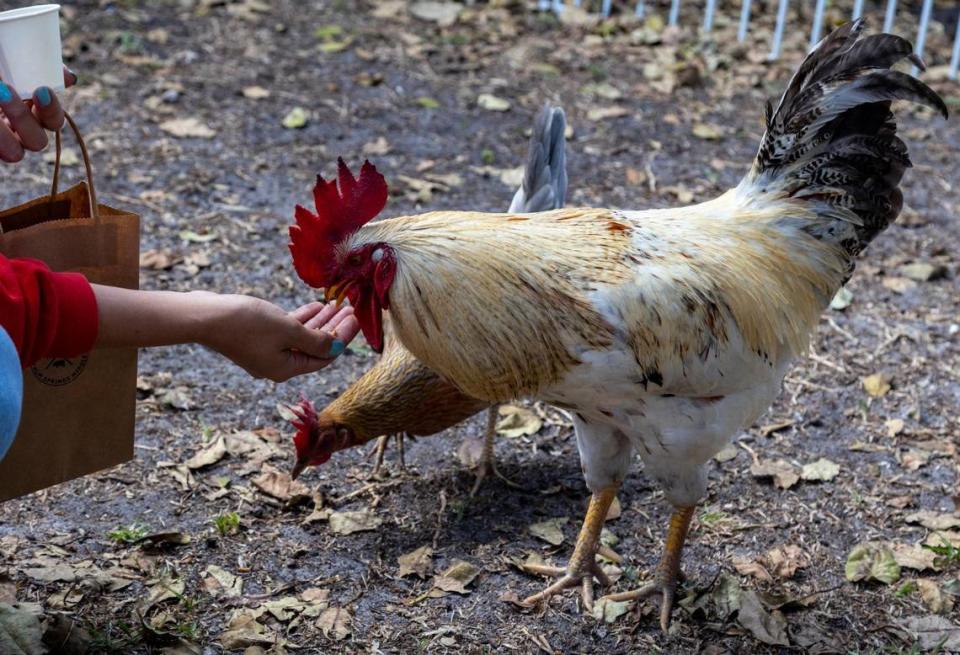 Gallos y gallinas son alimentados en “La Finka”, una pequeña granja dentro de la escuela secundaria Palm Springs en Hialeah, donde se imparte una clase de agrociencia.