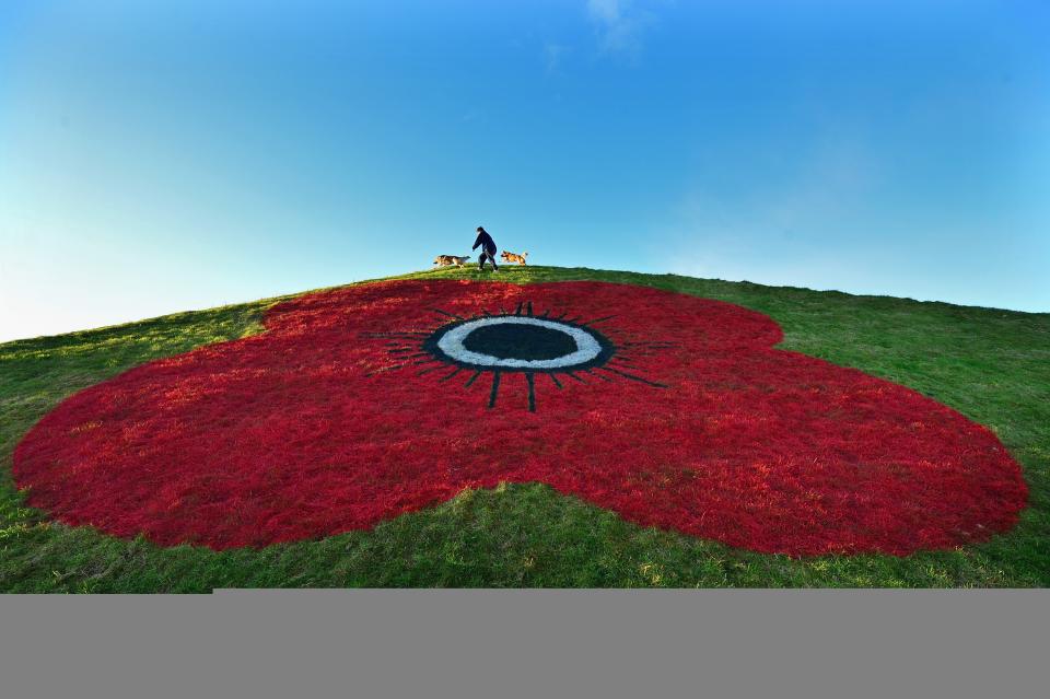 LIVINGSTON, SCOTLAND - NOVEMBER 01: Maureen Monteath walks her dogs over one of the grass pyramids next to the M8 motorway on November 1, 2012 in Livingston, Scotland. Ground staff from Murrayfield and Hampden have painted three giant poppies on the grass pyramids at Junction 3A on the M8 to mark the 2012 Scottish Poppy Appeal, which celebrates its 90th anniversary this November. (Photo by Jeff J Mitchell/Getty Images)