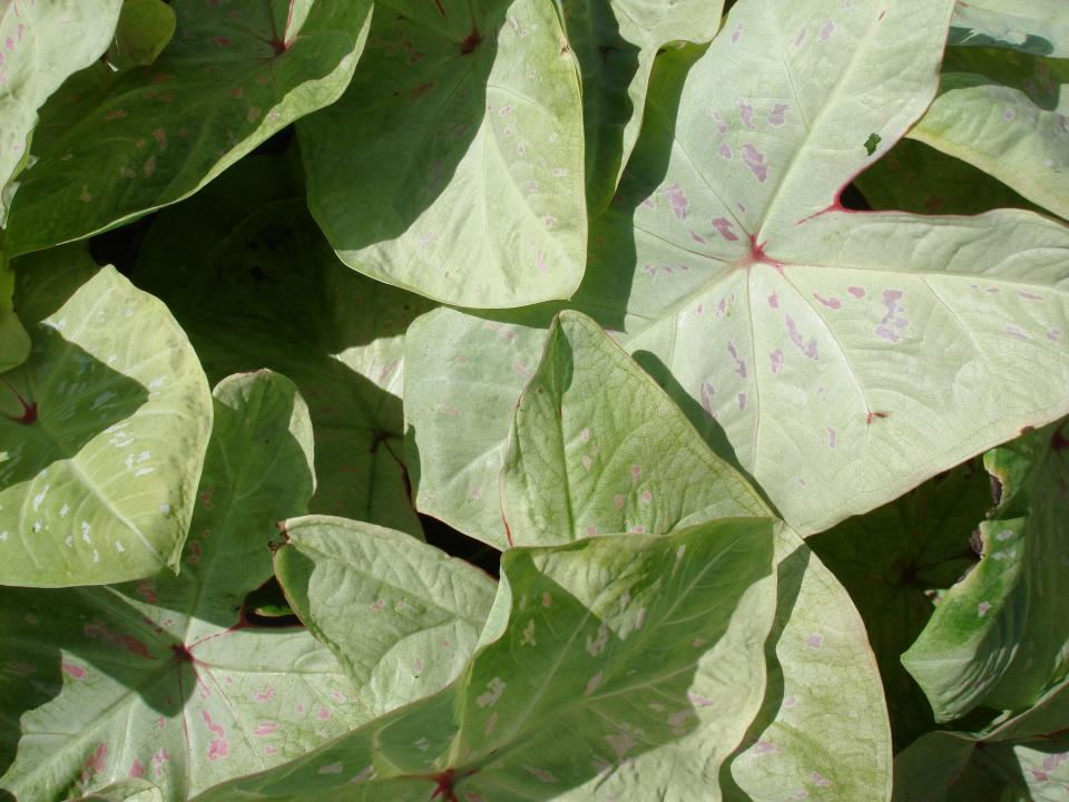 This new Florida-bred caladium variety is called Limelite.