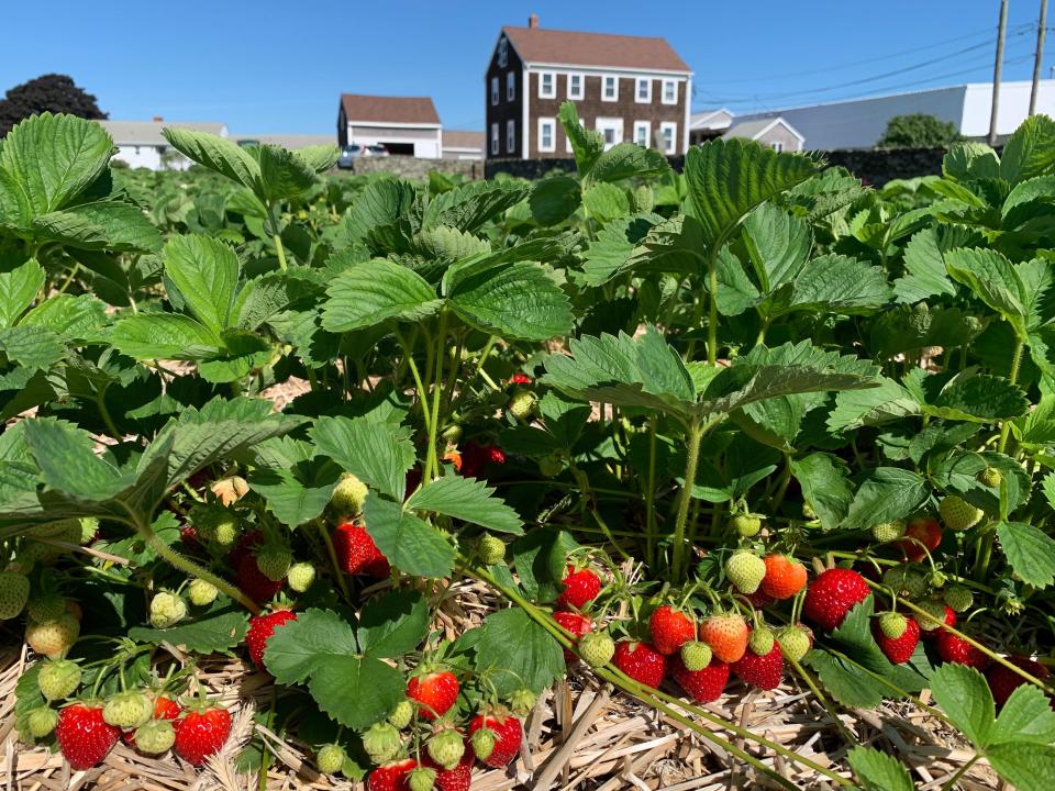 Strawberries are in full bloom at Quonset View Farm in Portsmouth.