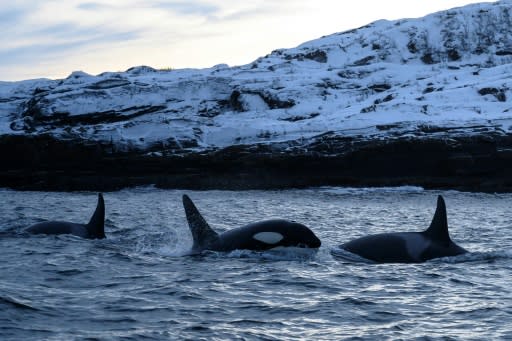 The clear and calm waters of Reisafjorden, in Norway's Far North, have in recent years become the winter playground of the Scandinavian country's killer whale population