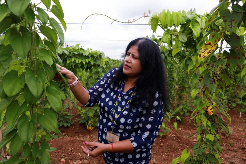 Dr. Ranjana Bhattacharjee, a molecular geneticist at the International Institute of Tropical Agriculture, works at the yam plantation in Ibadan