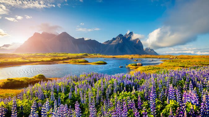 Blooming lupine flowers on the Stokksnes headland on the southeastern Icelandic coast.