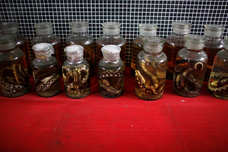 FILE PHOTO: Dead snakes are preserved in jars at a snake farm in Zisiqiao
