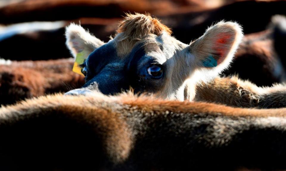 <span>Photograph: William West/AFP/Getty Images</span>