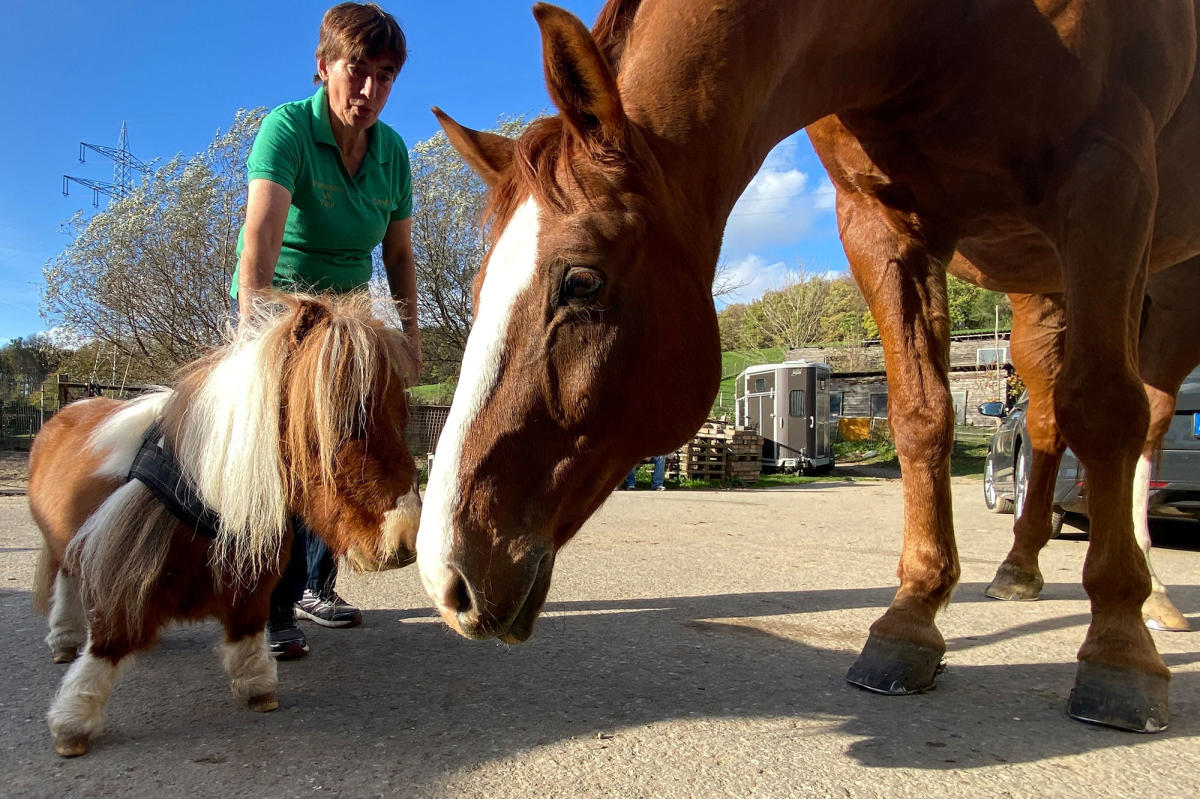 En images : Pumuckel, le plus petit poney du monde fait fondre l