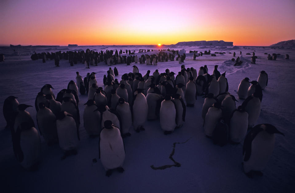 3) 22) Spot Plenty Of Antarctic Penguins