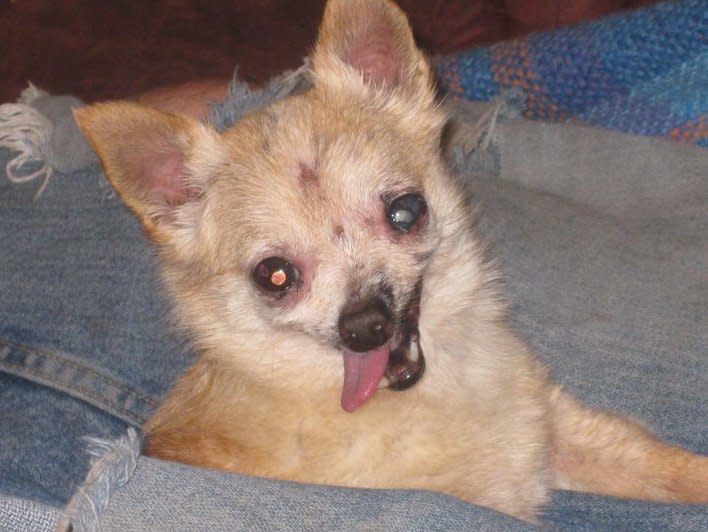 Meet Sophia, a contestant in the World’s Ugliest Dog Contest. The contest, currently in its 25th year, is on at the Sonoma-Marin Fair in Petaluma, California, on Friday, June 21. The winner will be given $1,500. Eight-year-old Chinese Crested pooch named Mugly won the crown in 2012. Photo courtesy of the World’s Ugliest Dog ® Contest, June 21, Sonoma-Marin Fair, Petaluma, California.