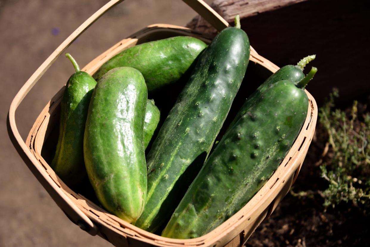 vegetables that are actually fruit cucumbers