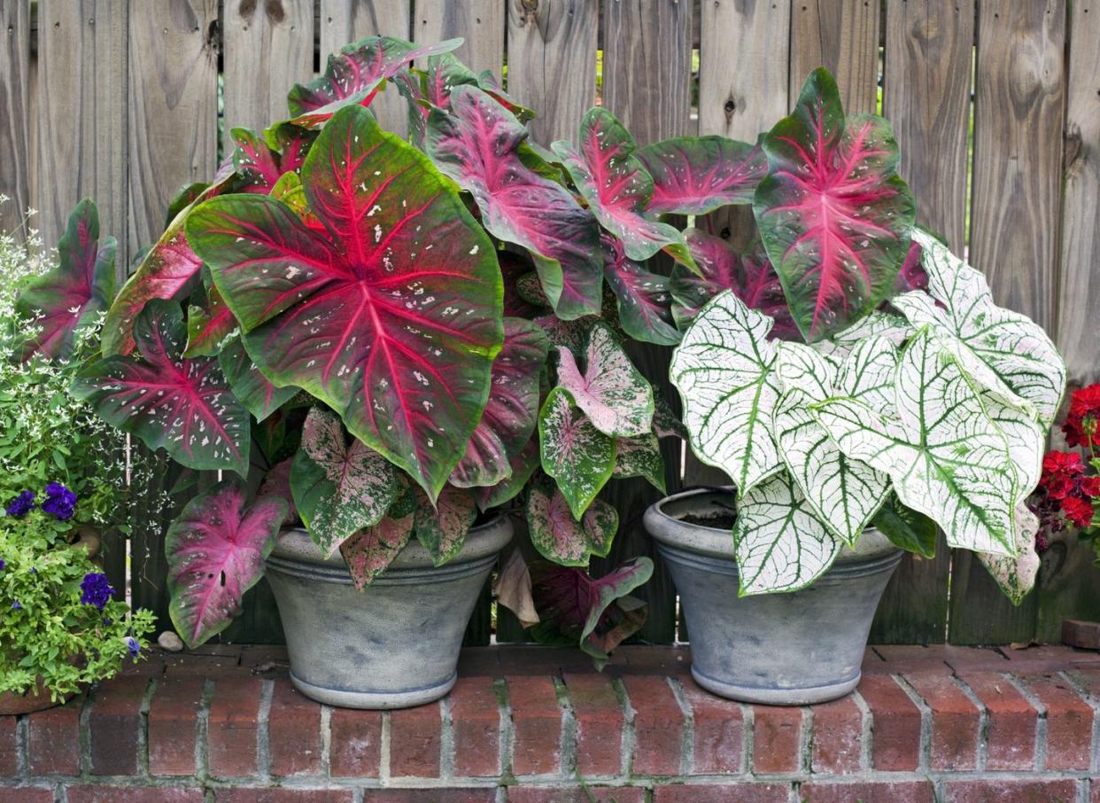 shade flowers caladium