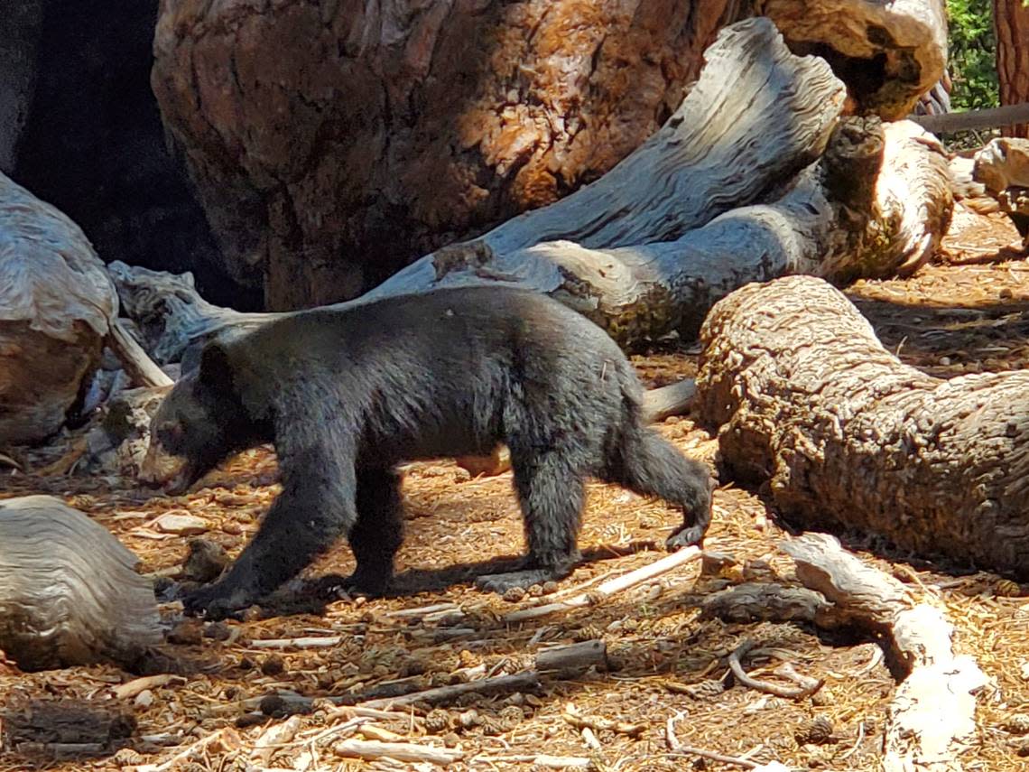 A black bear walks beneath the Grizzly Giant tree in Yosemite National Park’s Mariposa Grove of Giant Sequoias around noon Wednesday, Aug. 3, 2022 – the first day the grove reopened to the public following a closure due to the Washburn Fire.