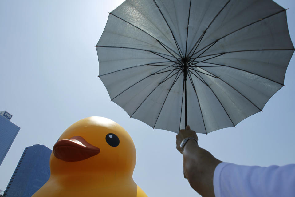 A visitor uses an umbrella to block the heat of the sun as he views a giant yellow duck in the port of Kaohsiung, Taiwan, Thursday, Sept. 19, 2013. Putting up with high temperatures, thousands flocked to the port of Kaohsiung, the first leg of the Taiwan tour, to see Dutch artist Florentijn Hofman's famous 18 meter (59 foot) yellow duck, a gigantic version of the iconic bathtub toy used by children around the world. (AP Photo/Wally Santana)