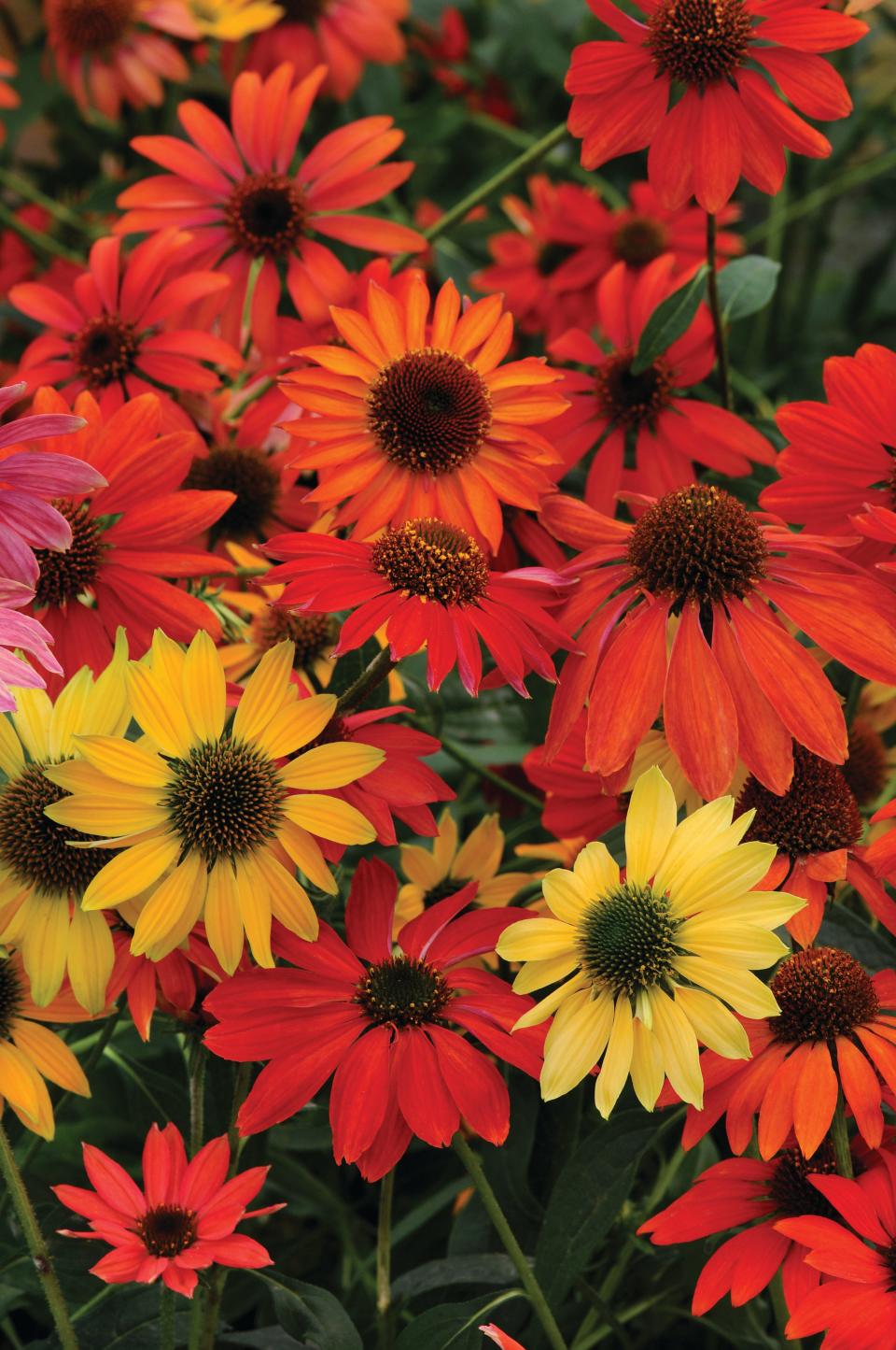Echinacea Cheyenne Spirit has a mix of many colors, sometimes in the same pot.