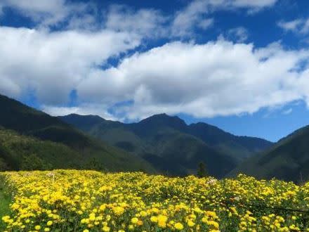 農場裡還有栽植高山杭菊，杭菊有時也會出現鑲崁體的花朵，十分少見。   圖：取自國軍退除役官兵輔導委員會武陵農場官網